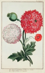 Papaver somniferum and Papaver rheas (engraved by German School 18th century)